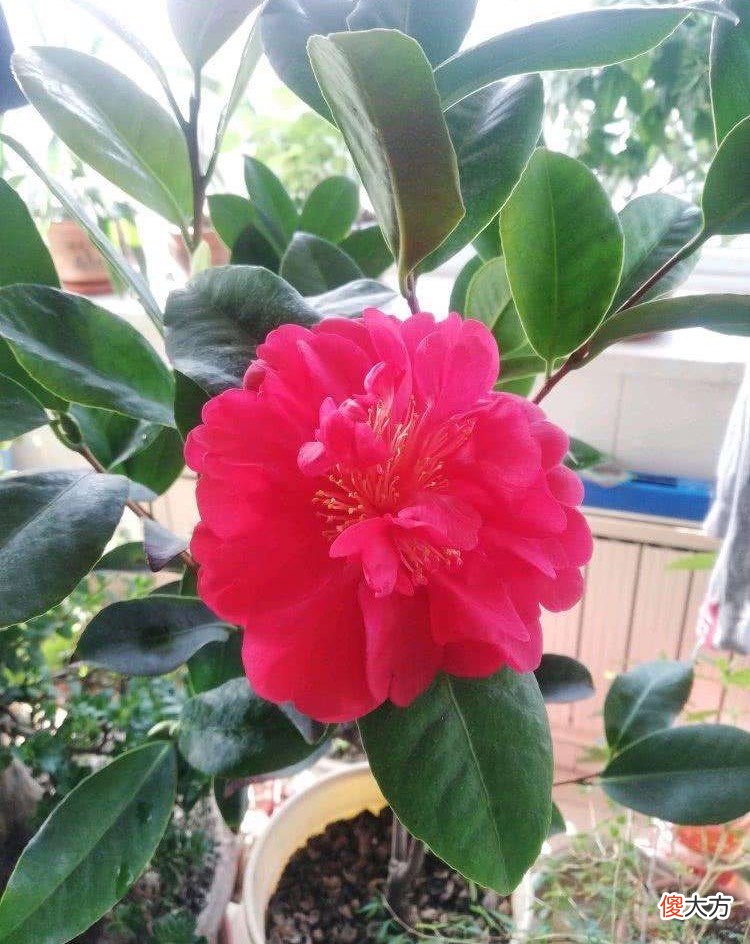 有1种茶花很好养 茶花好养