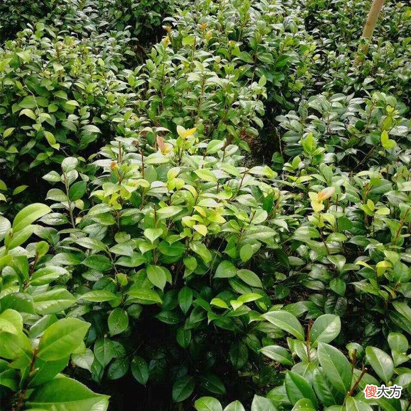 有1种茶花很好养 茶花好养