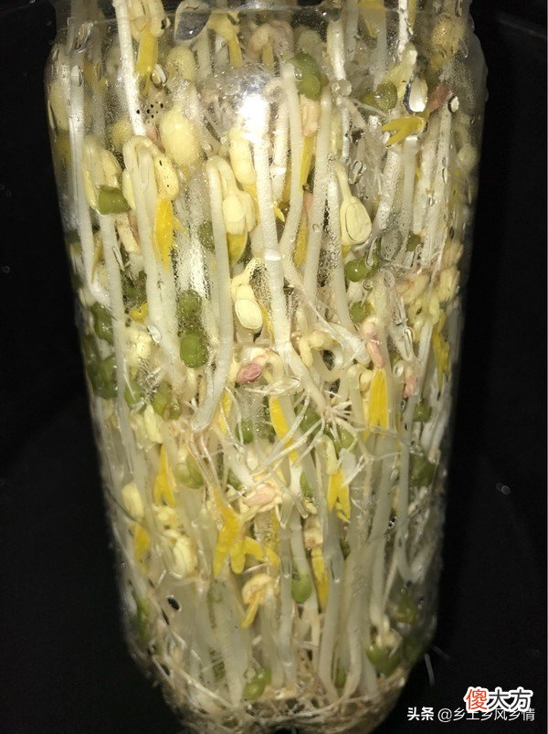 发豆芽的简单方法 自己动手发豆芽的简单方法
