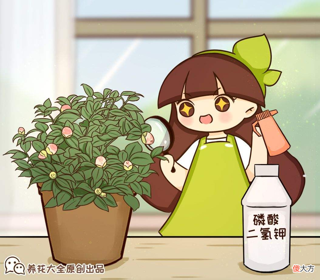 秋天是养茶花季节 秋季怎样养茶花