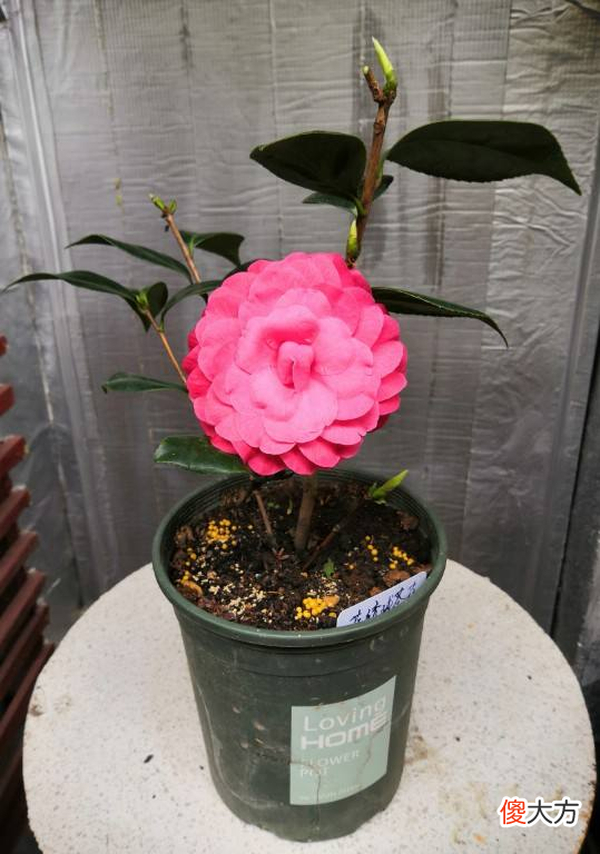 秋天是养茶花季节 秋季怎样养茶花