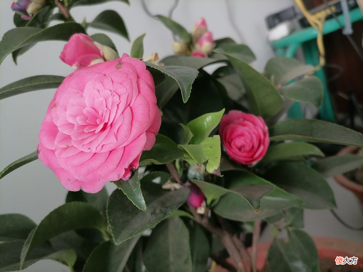 秋天是养茶花季节 秋季怎样养茶花