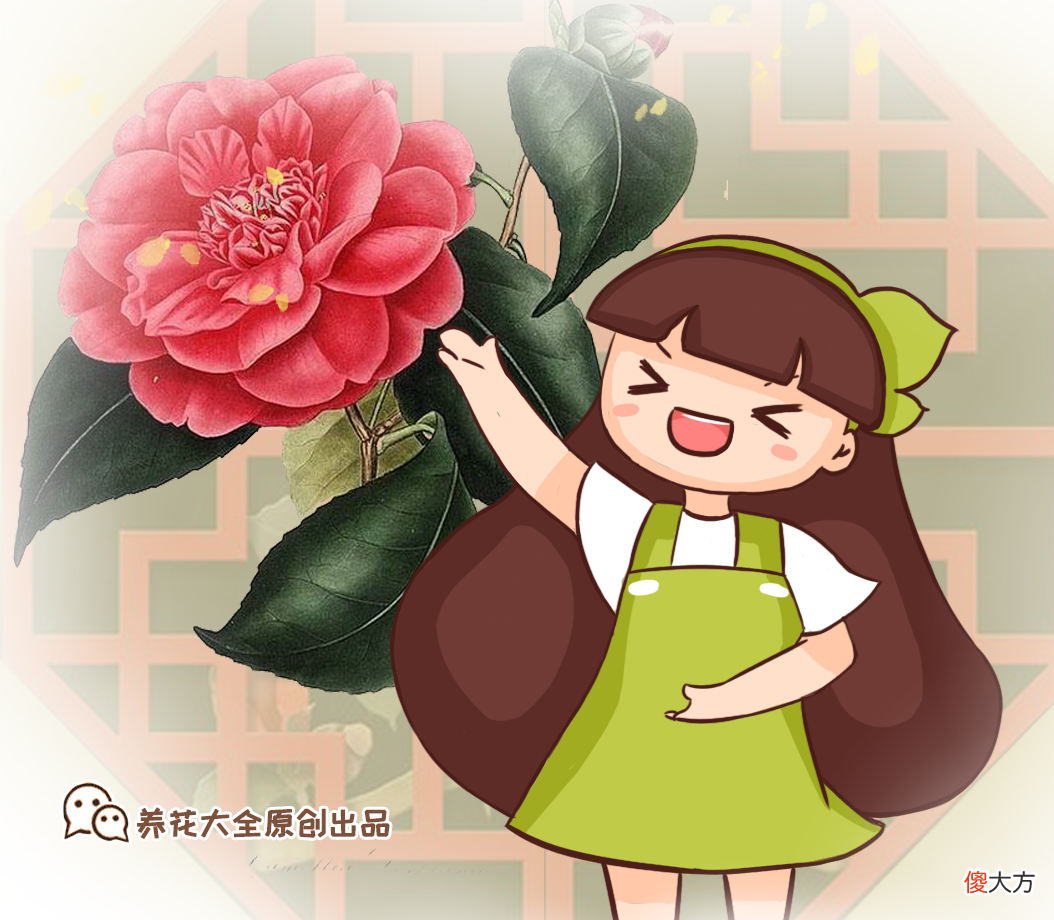 秋天是养茶花季节 秋季怎样养茶花