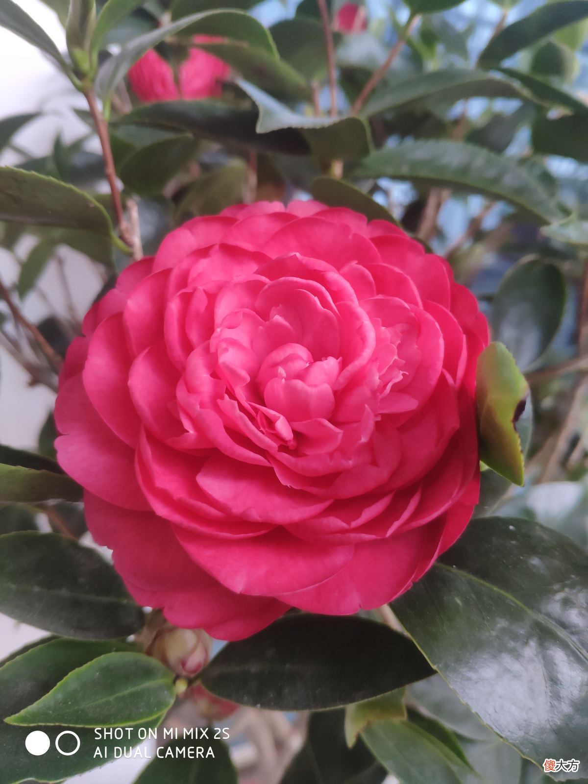 秋天是养茶花季节 秋季怎样养茶花