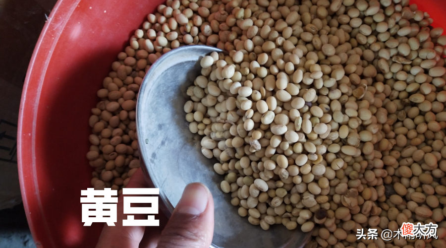 发豆芽的简单方法 如何发豆芽