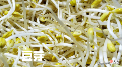 发豆芽的简单方法 如何发豆芽