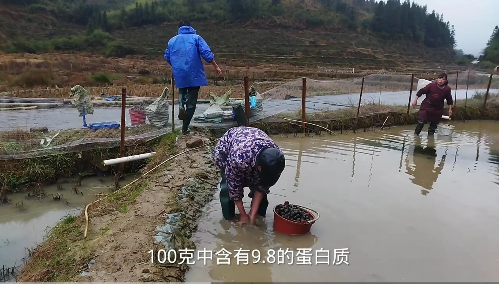 这位湖南小伙，养殖的田螺几十块钱一斤，商家还抢着跟他订货