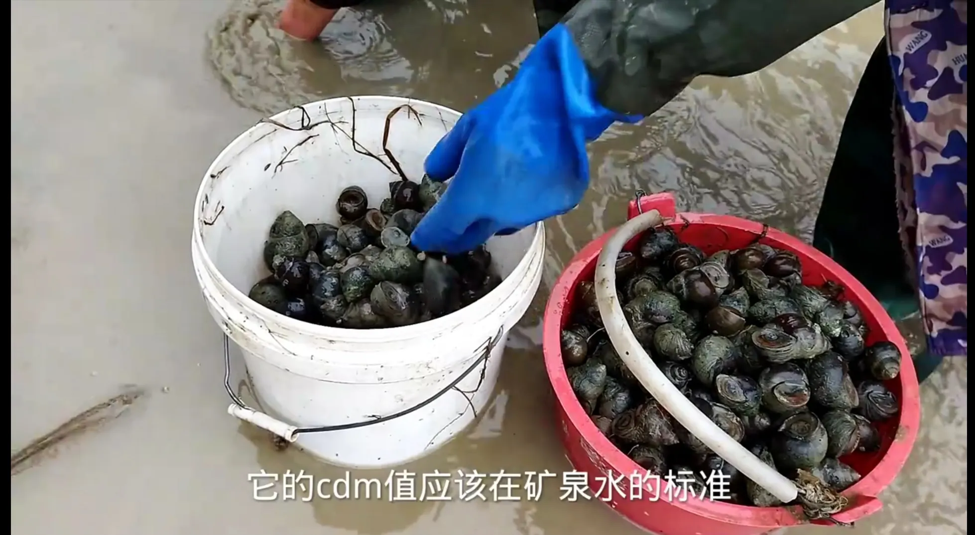 这位湖南小伙，养殖的田螺几十块钱一斤，商家还抢着跟他订货