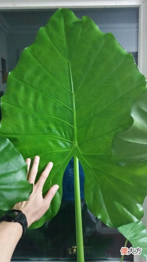 家里有这种植物的可当心了 家里的一种植物