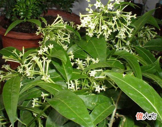 家里有这些花注意了 家里放很多花