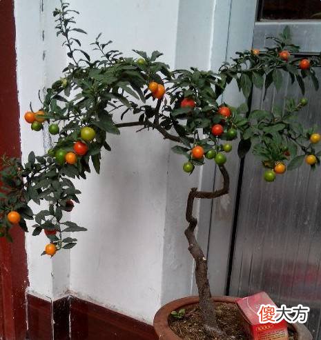 家里有这些花注意了 家里放很多花