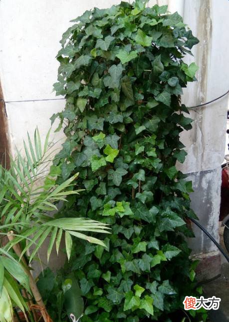家里有这些花注意了 家里放很多花