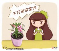 家里有这些花注意了 家里放很多花