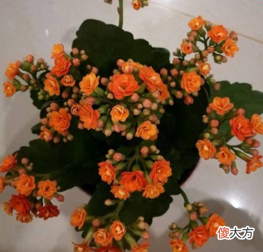 家里有这些花注意了 家里放很多花