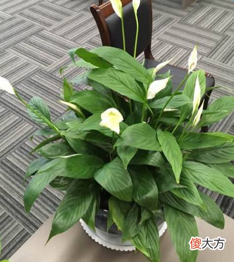 家里有这些花注意了 家里放很多花