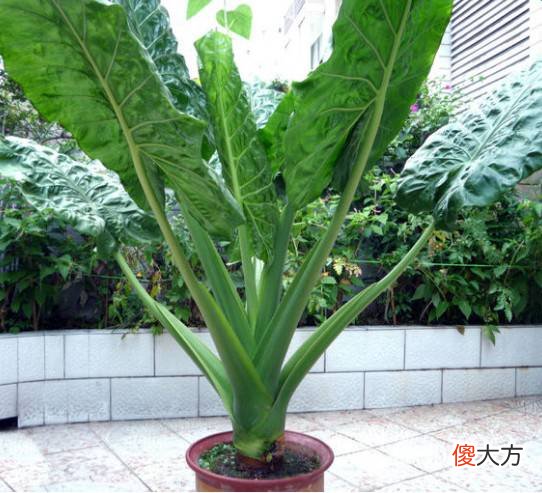 家里有这些花注意了 家里放很多花