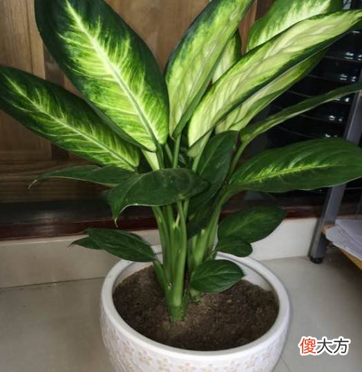 家里有这些花注意了 家里放很多花