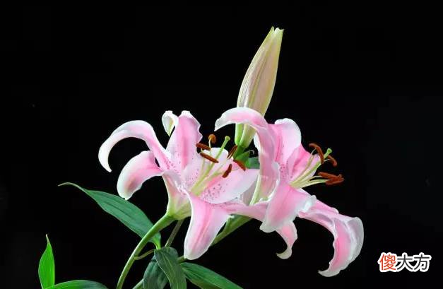 家里有这些花注意了 家里放很多花
