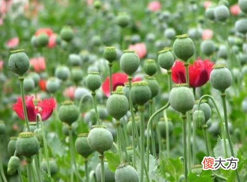 明知道金三角是世界三大毒品源之一，为何临近国家不将其铲除呢？