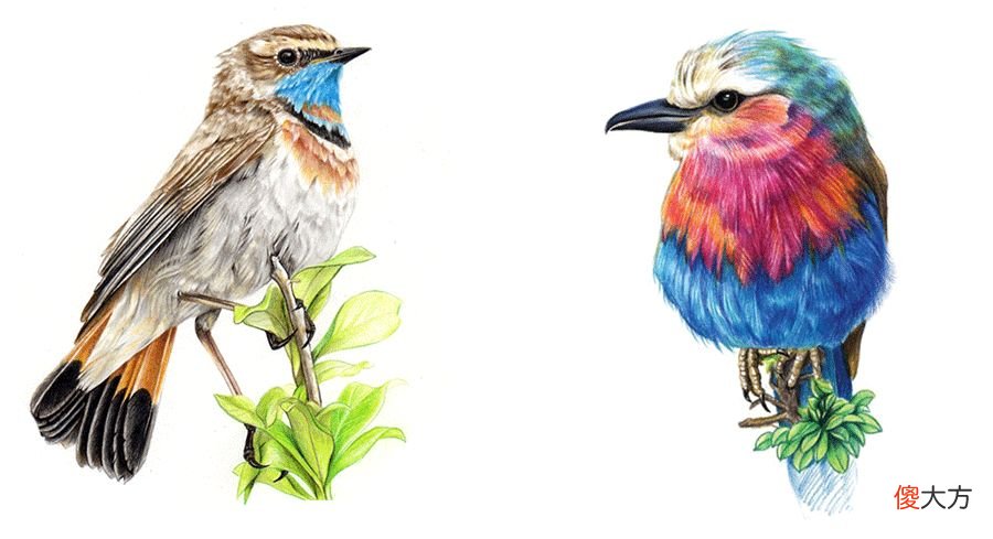 彩铅与线描画可爱的小鸟 用彩铅画小鸟