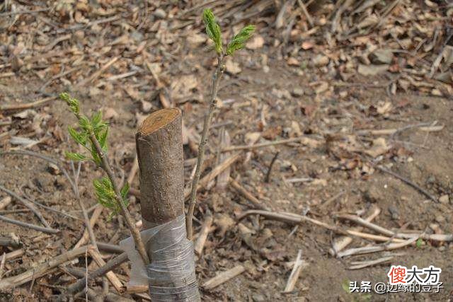 进入秋季后，果树嫁接也到了适宜时期,那么在秋季进行果树嫁接时要注意什么呢？