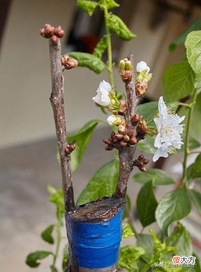 进入秋季后，果树嫁接也到了适宜时期,那么在秋季进行果树嫁接时要注意什么呢？
