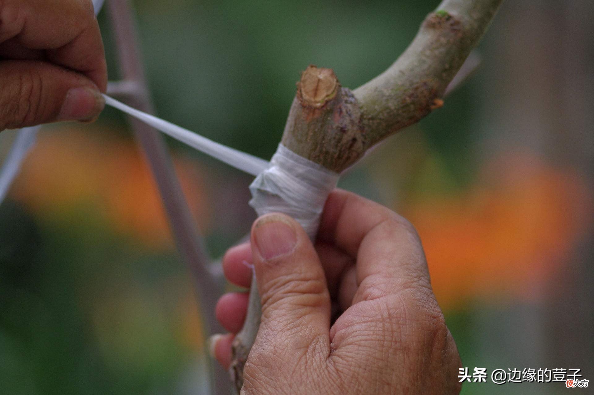 进入秋季后，果树嫁接也到了适宜时期,那么在秋季进行果树嫁接时要注意什么呢？