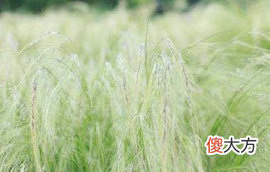 滴天髓论乙木