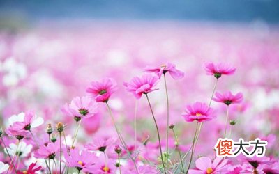 什么样的八字命理蕴藏幸福？