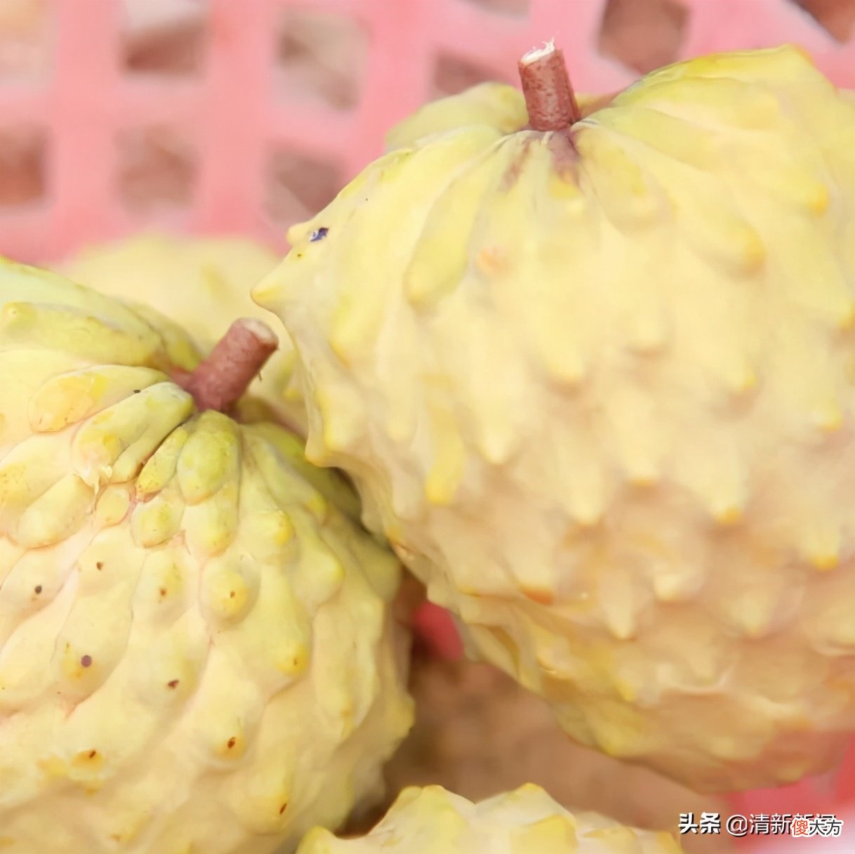 外表别致更注重内涵的释迦果，你吃过了吗？太平这里有80亩上市了