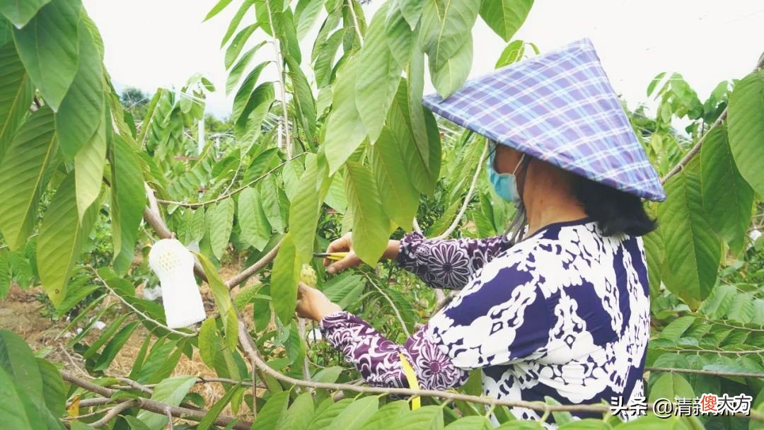 外表别致更注重内涵的释迦果，你吃过了吗？太平这里有80亩上市了