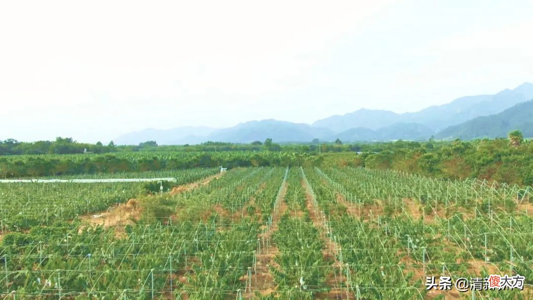 外表别致更注重内涵的释迦果，你吃过了吗？太平这里有80亩上市了