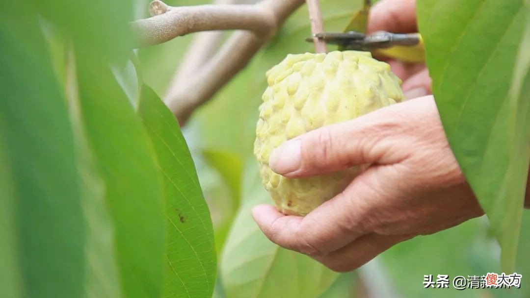 外表别致更注重内涵的释迦果，你吃过了吗？太平这里有80亩上市了
