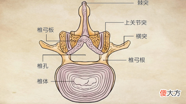 中医介绍腰部的结构 腰的主要结构