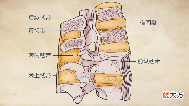 中医介绍腰部的结构 腰的主要结构