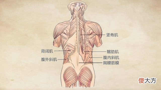 中医介绍腰部的结构 腰的主要结构