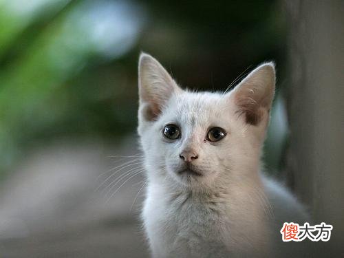 生一胎再绝育?这样真的就对猫更好么……猫萌宠时刻