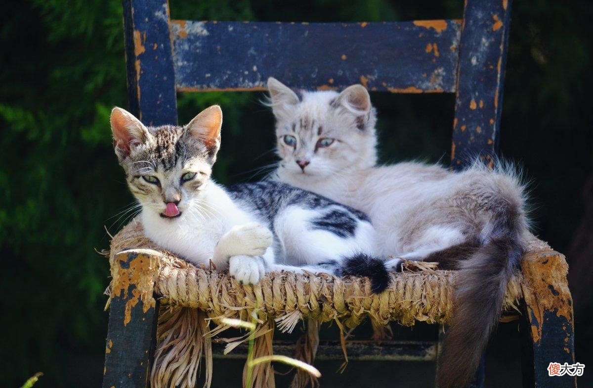 生一胎再绝育?这样真的就对猫更好么……猫萌宠时刻