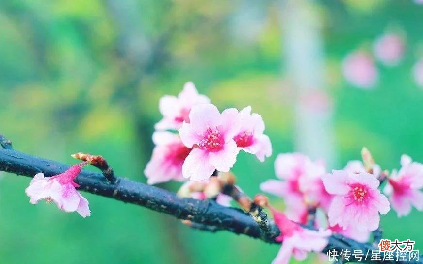 【星座控】出生在啥日子的生肖蛇，能做真龙，不会平凡，中年成大器