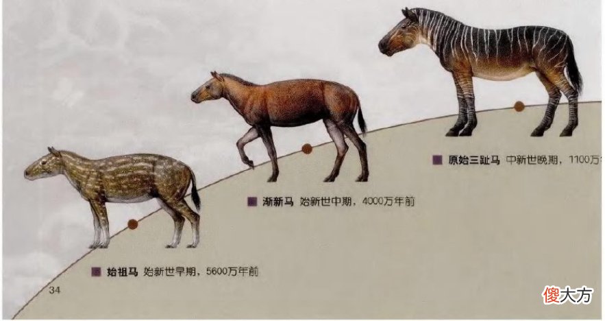 国人为什么很少吃马肉 为什么中国人很少吃马肉