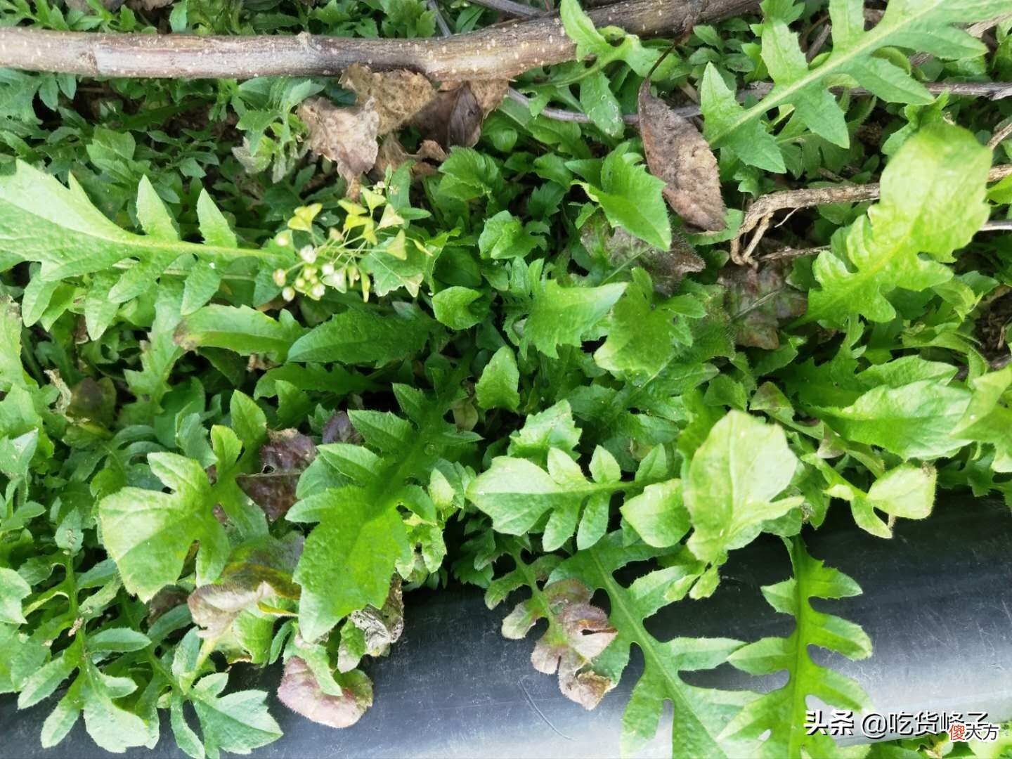 包饺子真好吃 包好看饺子
