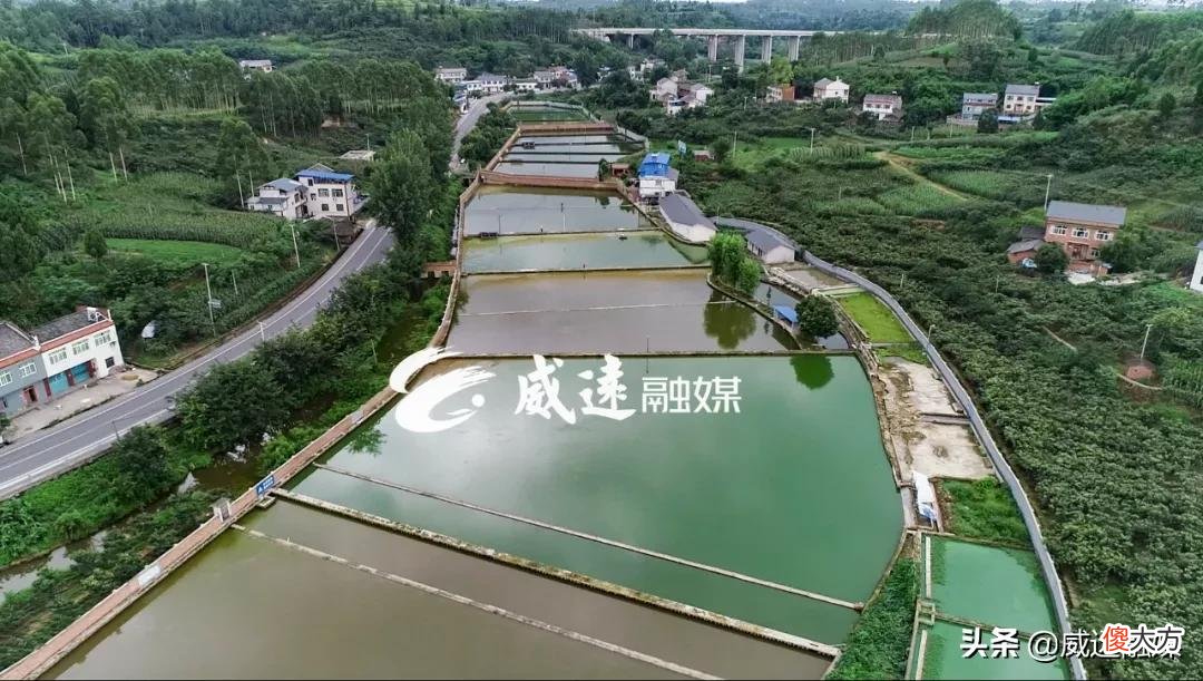 打饱嗝都是甲鱼的味道 甲鱼什么味道