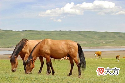 《江湖金口诀》之军马篇