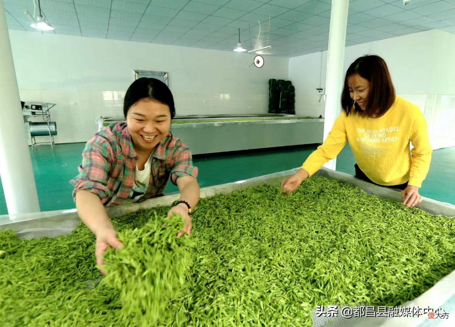 都昌白茶获奖了 江西都昌名优茶茶叶获奖名单