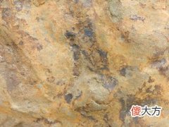 戌土日格的性格特征