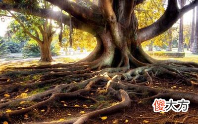 寅木日格的性格特征