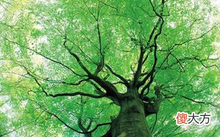 天干自然属性研究-甲木