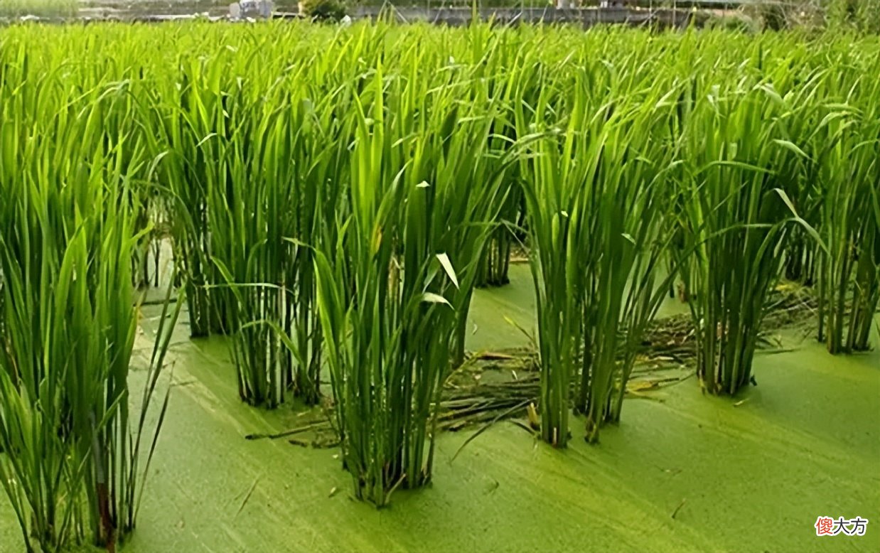 古老的粮食变成蔬菜 蔬菜与粮食的区别