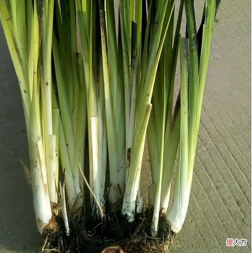 古老的粮食变成蔬菜 蔬菜与粮食的区别