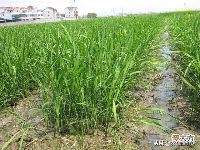 茭白种植需要哪些条件 茭白怎么样种植
